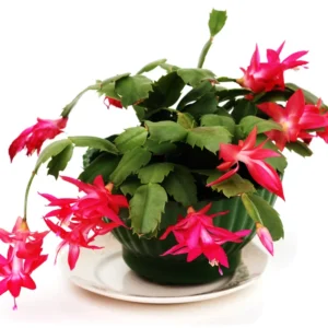 Cactus Christmas Tree, Christmas Cactus Plant Live, Christmas Cactus Plant Live 4 Inch Pot, Live Christmas Cactus Plant Indoor For Ornament