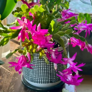 Christmas Cactus, Cactus Christmas Tree, Live Christmas Cactus Plant Indoor, Large Christmas Cactus In 4 Inches Pot, Ornamental Plant Live For Houseplant