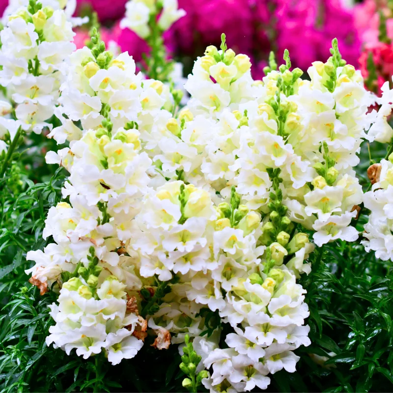 Snapdragon Plant, Dragon Flower Plant, Antirrhinum Plant Live In Pot, From 4 Inches Tall, Live Flowering Plant