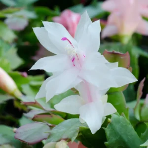 Cactus Christmas Tree, Christmas Cactus Plant Live, Christmas Cactus Plant Live 4 Inch Pot, Live Christmas Cactus Plant Indoor For Ornament