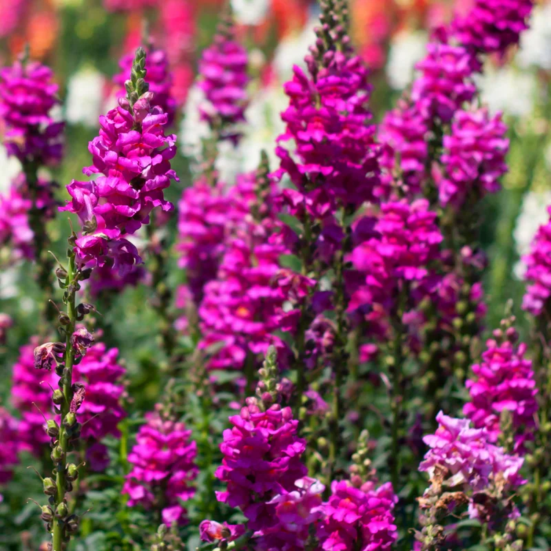 Snapdragon Plant, Dragon Flower Plant, Antirrhinum Plant Live In Pot, From 4 Inches Tall, Live Flowering Plant