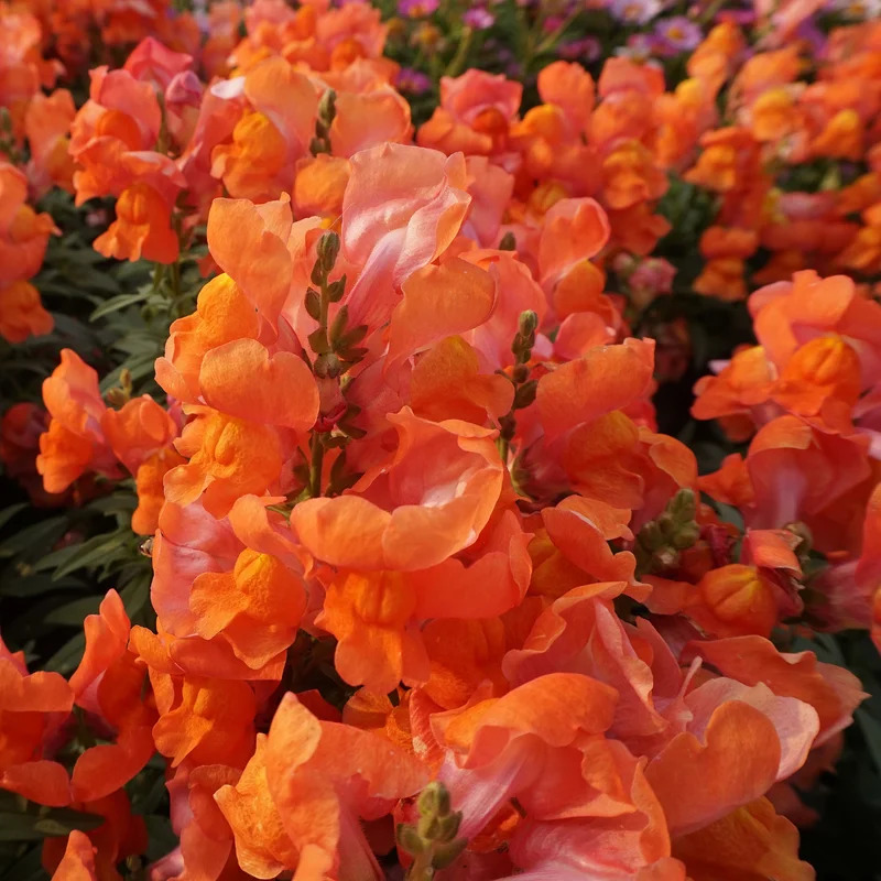 Snapdragon Plant, Dragon Flower Plant, Antirrhinum Plant Live In Pot, From 4 Inches Tall, Live Flowering Plant