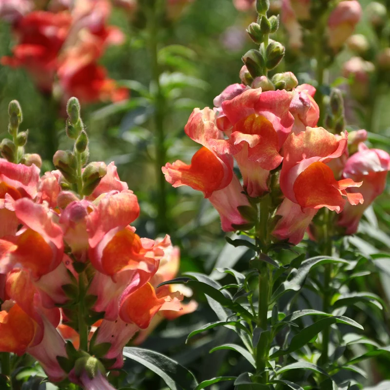 Snapdragon Plant, Dragon Flower Plant, Antirrhinum Plant Live In Pot, From 4 Inches Tall, Live Flowering Plant