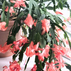 Christmas Cactus, Cactus Christmas Tree, Live Christmas Cactus Plant Indoor, Large Christmas Cactus In 4 Inches Pot, Ornamental Plant Live For Houseplant