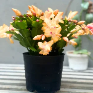 Christmas Cactus, Cactus Christmas Tree, Live Christmas Cactus Plant Indoor, Large Christmas Cactus In 4 Inches Pot, Ornamental Plant Live For Houseplant