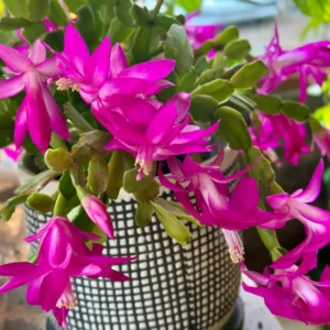 Cactus Christmas Tree, Christmas Cactus Plant Live, Christmas Cactus Plant Live 4 Inch Pot, Live Christmas Cactus Plant Indoor For Ornament