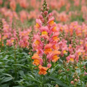 Antirrhinum Plant, Snapdragon Plant, Dragon Flower Plant Live From 4 to 5 Inches Tall Potted, Flower Plant Live For Fall Planting