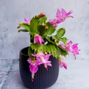 Christmas Cactus, Cactus Christmas Tree, Live Christmas Cactus Plant Indoor, Large Christmas Cactus In 4 Inches Pot, Ornamental Plant Live For Houseplant