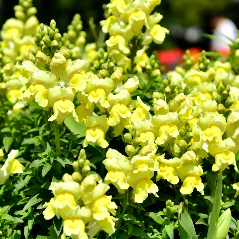 Snapdragon Plant, Dragon Flower Plant, Antirrhinum Plant Live In Pot, From 4 Inches Tall, Live Flowering Plant