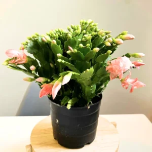 Cactus Christmas Tree, Christmas Cactus Plant Live, Christmas Cactus Plant Live 4 Inch Pot, Live Christmas Cactus Plant Indoor For Ornament