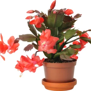 Cactus Christmas Tree, Christmas Cactus Plant Live, Christmas Cactus Plant Live 4 Inch Pot, Live Christmas Cactus Plant Indoor For Ornament