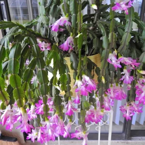 Christmas Cactus, Cactus Christmas Tree, Live Christmas Cactus Plant Indoor, Large Christmas Cactus In 4 Inches Pot, Ornamental Plant Live For Houseplant