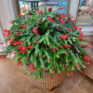 Christmas Cactus, Cactus Christmas Tree, Live Christmas Cactus Plant Indoor, Large Christmas Cactus In 4 Inches Pot, Ornamental Plant Live For Houseplant
