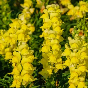 Antirrhinum Plant, Snapdragon Plant, Dragon Flower Plant Live From 4 to 5 Inches Tall Potted, Flower Plant Live For Fall Planting