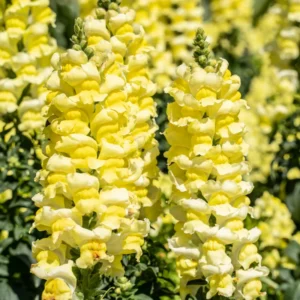 Snapdragon Plant, Dragon Flower Plant Live, Antirrhinum Flowering Plant From 3 To 5 Inches Tall, Live Fall Flower Plant In 4 Inches Pot To Grow