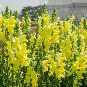 Snapdragon Plant, Dragon Flower Plant Live, Antirrhinum Flowering Plant From 3 To 5 Inches Tall, Live Fall Flower Plant In 4 Inches Pot To Grow