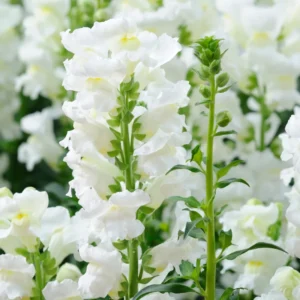 Snapdragon Plant, Dragon Flower Plant Live, Antirrhinum Flowering Plant From 3 To 5 Inches Tall, Live Fall Flower Plant In 4 Inches Pot To Grow