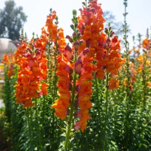 Snapdragon Plant, Dragon Flower Plant Live, Antirrhinum Flowering Plant From 3 To 5 Inches Tall, Live Fall Flower Plant In 4 Inches Pot To Grow