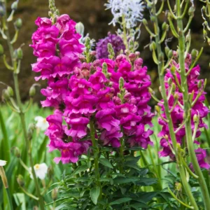 Snapdragon Plant, Dragon Flower Plant Live, Antirrhinum Flowering Plant From 3 To 5 Inches Tall, Live Fall Flower Plant In 4 Inches Pot To Grow