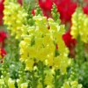 Antirrhinum Plant, Snapdragon Plant, Dragon Flower Plant Live From 4 to 5 Inches Tall Potted, Flower Plant Live For Fall Planting
