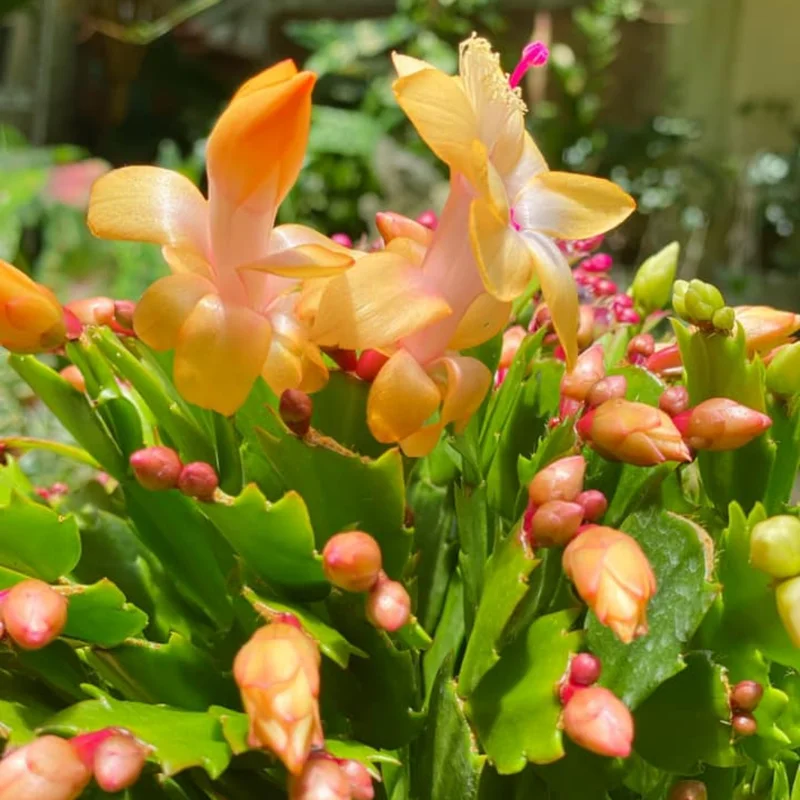 Peach Yellow Cactus Christmas Tree