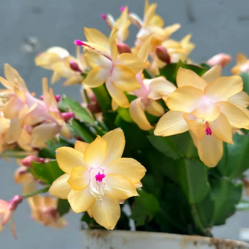 Yellow Christmas Cactus