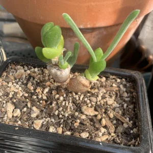 Live Bunny Succulent Plant, Monilaria Moniliforme Succulent Plant, Caudex Succulents, Rare Succulents Plant, Dormant Plant Live