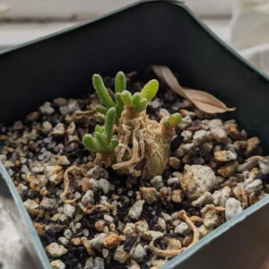 Bunny Succulent Live Plant, Monilaria Moniliforme Plant, Caudex Plant Live, Succulents Plant, Dormant Plant For Growing