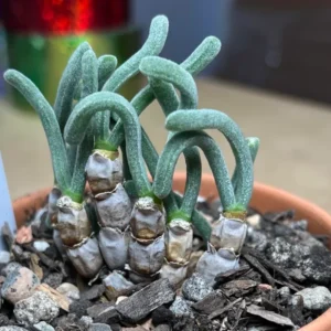 Bunny Succulent Live Plant, Monilaria Moniliforme Plant, Caudex Plant Live, Succulents Plant, Dormant Plant For Growing