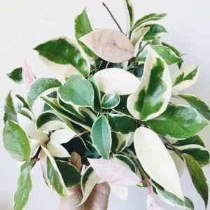 Hoya Tricolor Plant Live, Variegated Hoya Plant Live Houseplants, Hoya Live Plant Potted House Plant Live Indoor