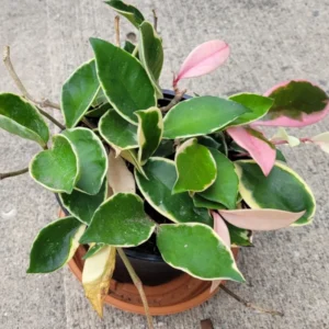 Hoya Tricolor Plant Live, Variegated Hoya Plant Live Houseplants, Hoya Live Plant Potted House Plant Live Indoor
