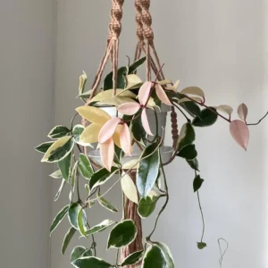 Hoya Tricolor Plant Live, Variegated Hoya Plant Live Houseplants, Hoya Live Plant Potted House Plant Live Indoor