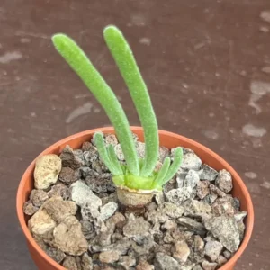 Live Bunny Succulent Plant, Monilaria Moniliforme Succulent Plant, Caudex Succulents, Rare Succulents Plant, Dormant Plant Live