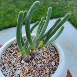 Bunny Succulent Live Plant, Monilaria Moniliforme Plant, Caudex Plant Live, Succulents Plant, Dormant Plant For Growing