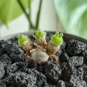 Live Bunny Succulent Plant, Monilaria Moniliforme Succulent Plant, Caudex Succulents, Rare Succulents Plant, Dormant Plant Live