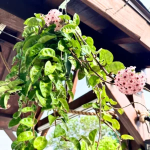 Krinkle Hoya Plant - Rare Green Hoya Plant - Pink Flower Hoya Plant Live In Pot - Hoya House Plant Indoor Live