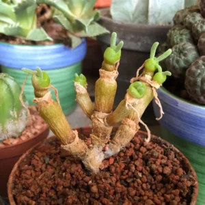 Bunny Succulent Live Plant, Monilaria Moniliforme Plant, Caudex Plant Live, Succulents Plant, Dormant Plant For Growing