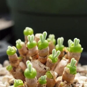 Live Bunny Succulent Plant, Monilaria Moniliforme Succulent Plant, Caudex Succulents, Rare Succulents Plant, Dormant Plant Live