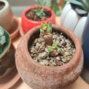 Bunny Succulent Live Plant, Monilaria Moniliforme Plant, Caudex Plant Live, Succulents Plant, Dormant Plant For Growing