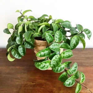 Krinkle Hoya Plant - Rare Green Hoya Plant - Pink Flower Hoya Plant Live In Pot - Hoya House Plant Indoor Live