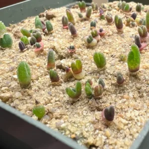 Live Bunny Succulent Plant, Monilaria Moniliforme Succulent Plant, Caudex Succulents, Rare Succulents Plant, Dormant Plant Live