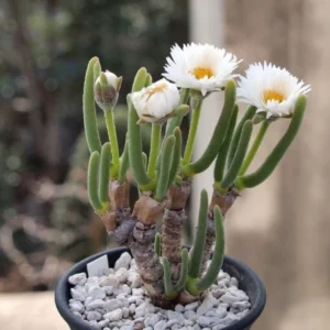 Bunny Succulent Live Plant, Monilaria Moniliforme Plant, Caudex Plant Live, Succulents Plant, Dormant Plant For Growing