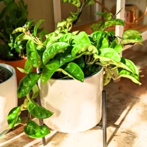 Krinkle Hoya Plant - Rare Green Hoya Plant - Pink Flower Hoya Plant Live In Pot - Hoya House Plant Indoor Live