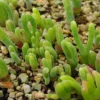 Live Bunny Succulent Plant, Monilaria Moniliforme Succulent Plant, Caudex Succulents, Rare Succulents Plant, Dormant Plant Live