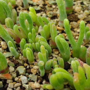 Live Bunny Succulent Plant, Monilaria Moniliforme Succulent Plant, Caudex Succulents, Rare Succulents Plant, Dormant Plant Live