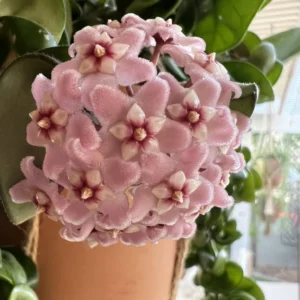 Hoya Carnosa Plant Live, Hindu Rope Plant Live Plant, Hoya Carnosa Plant Live Houseplants Potted
