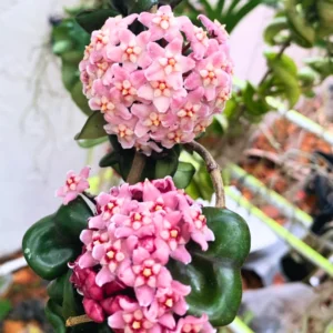 Hoya Carnosa Plant Live, Hindu Rope Plant Live Plant, Hoya Carnosa Plant Live Houseplants Potted