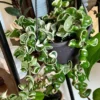 Hoya Carnosa Plant Live, Hindu Rope Plant Live Plant, Hoya Carnosa Plant Live Houseplants Potted