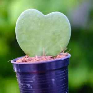 Hoya Kerrii Heart Plant Live, Hoya Kerrii Variegated Heart Plant Live Potted, 1 Leaves Hoya Heart Hoya Kerrii Plant, Live Succulents Hoya Heart
