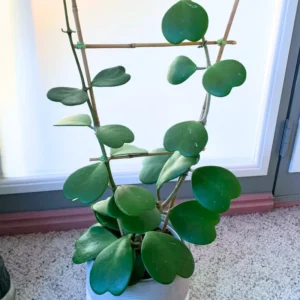 Hoya Kerrii Heart Plant Live, Hoya Kerrii Variegated Heart Plant Live Potted, 1 Leaves Hoya Heart Hoya Kerrii Plant, Live Succulents Hoya Heart